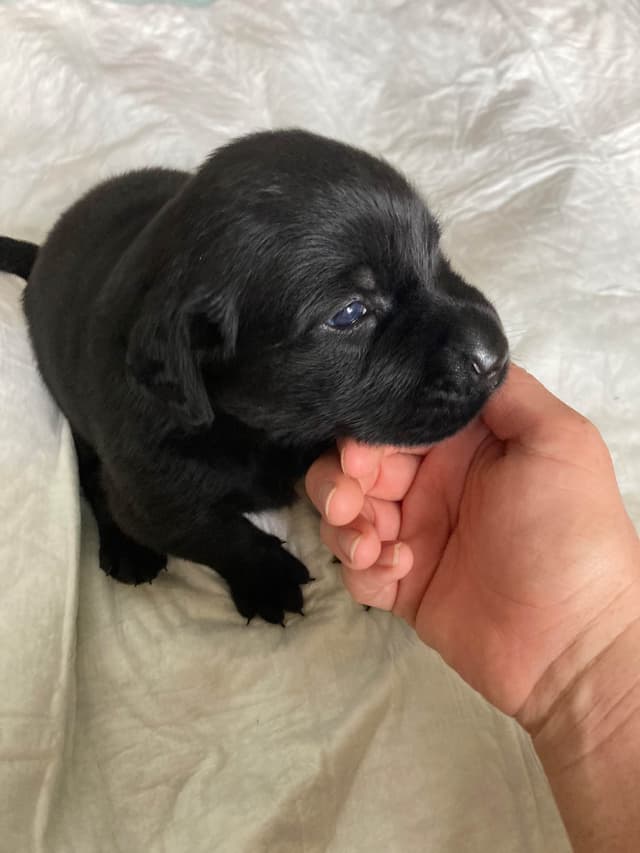 Labrador Retriever Puppies media 5