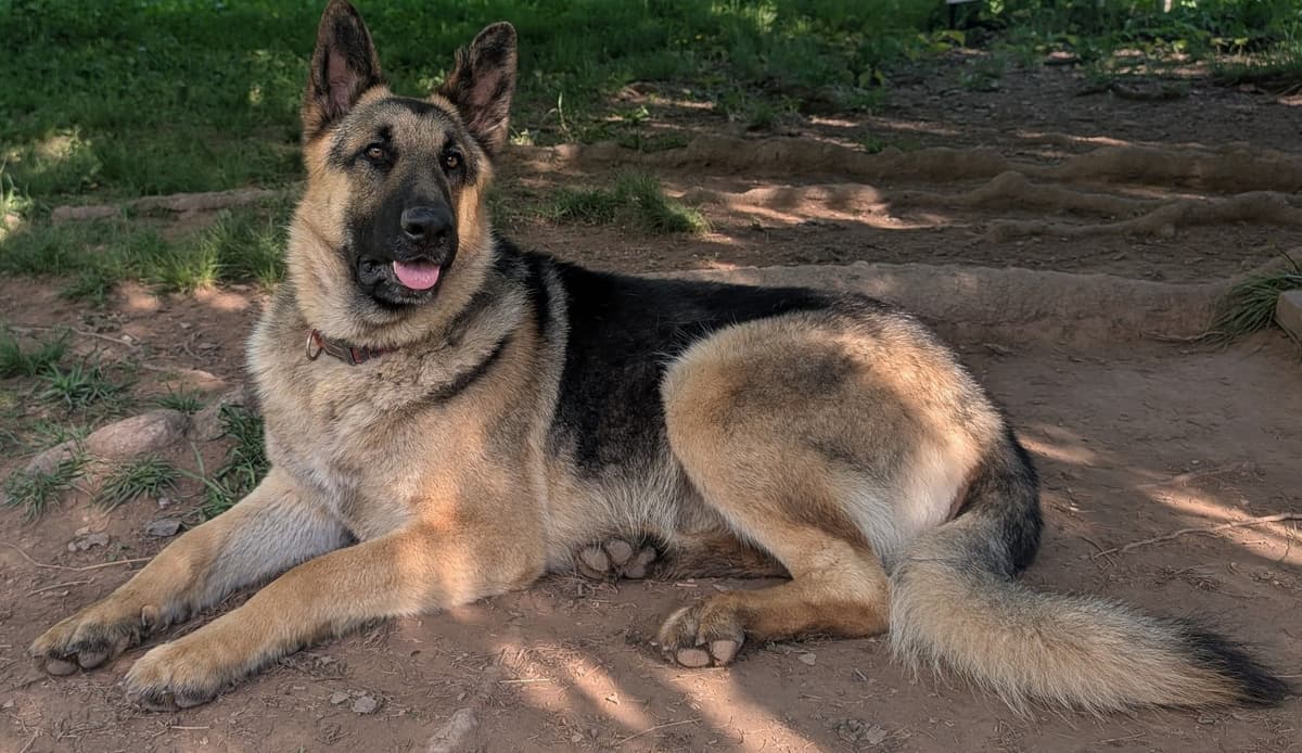 German Shepherd Dog Puppies breeder image 1