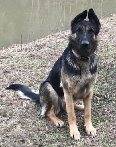 German Shepherd Dog Puppies media 2