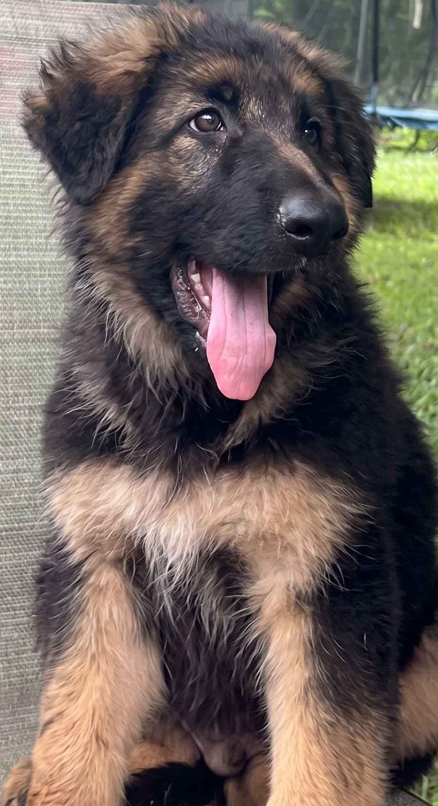German Shepherd Dog Puppies breeder image 3