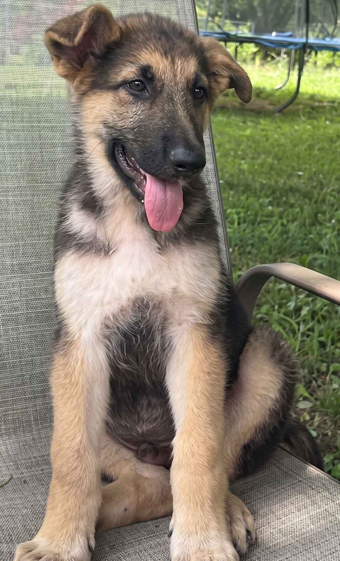 German Shepherd Dog Puppies breeder image 5
