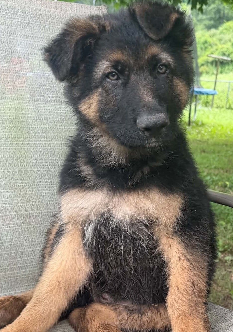 German Shepherd Dog Puppies breeder image 6