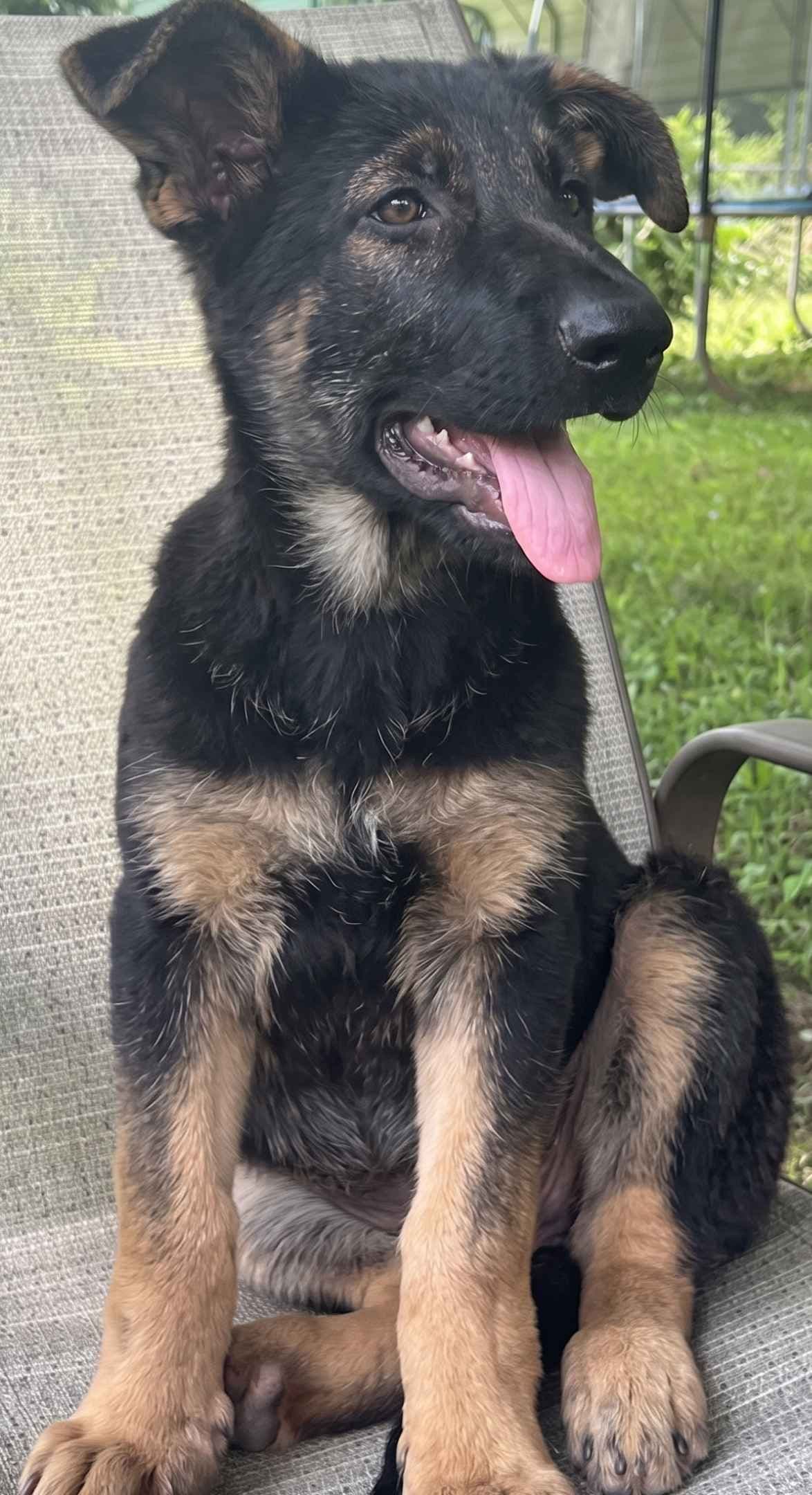 German Shepherd Dog Puppies breeder image 7