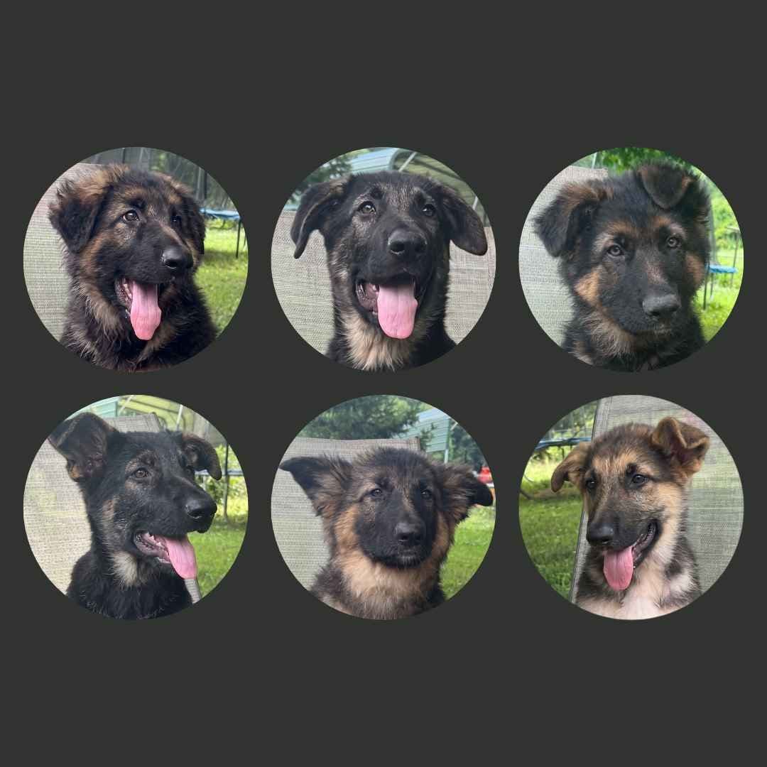 German Shepherd Dog Puppies breeder image 8