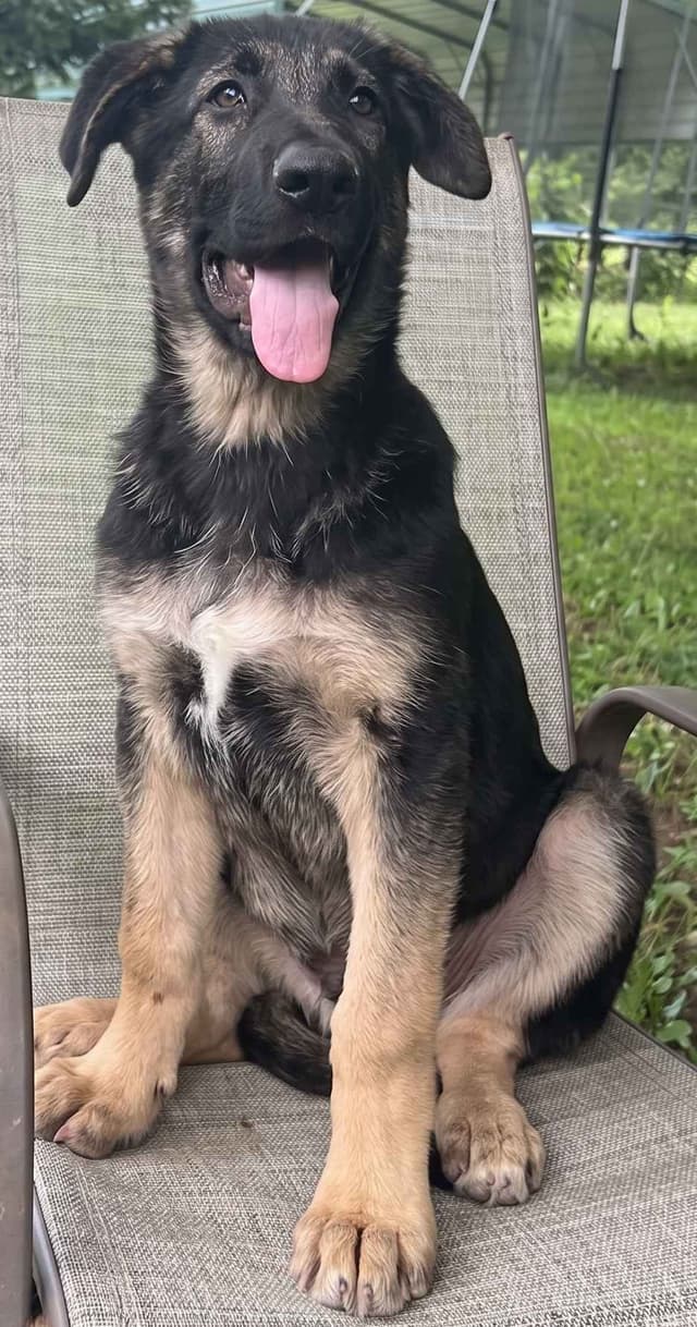 German Shepherd Dog Puppies media 4