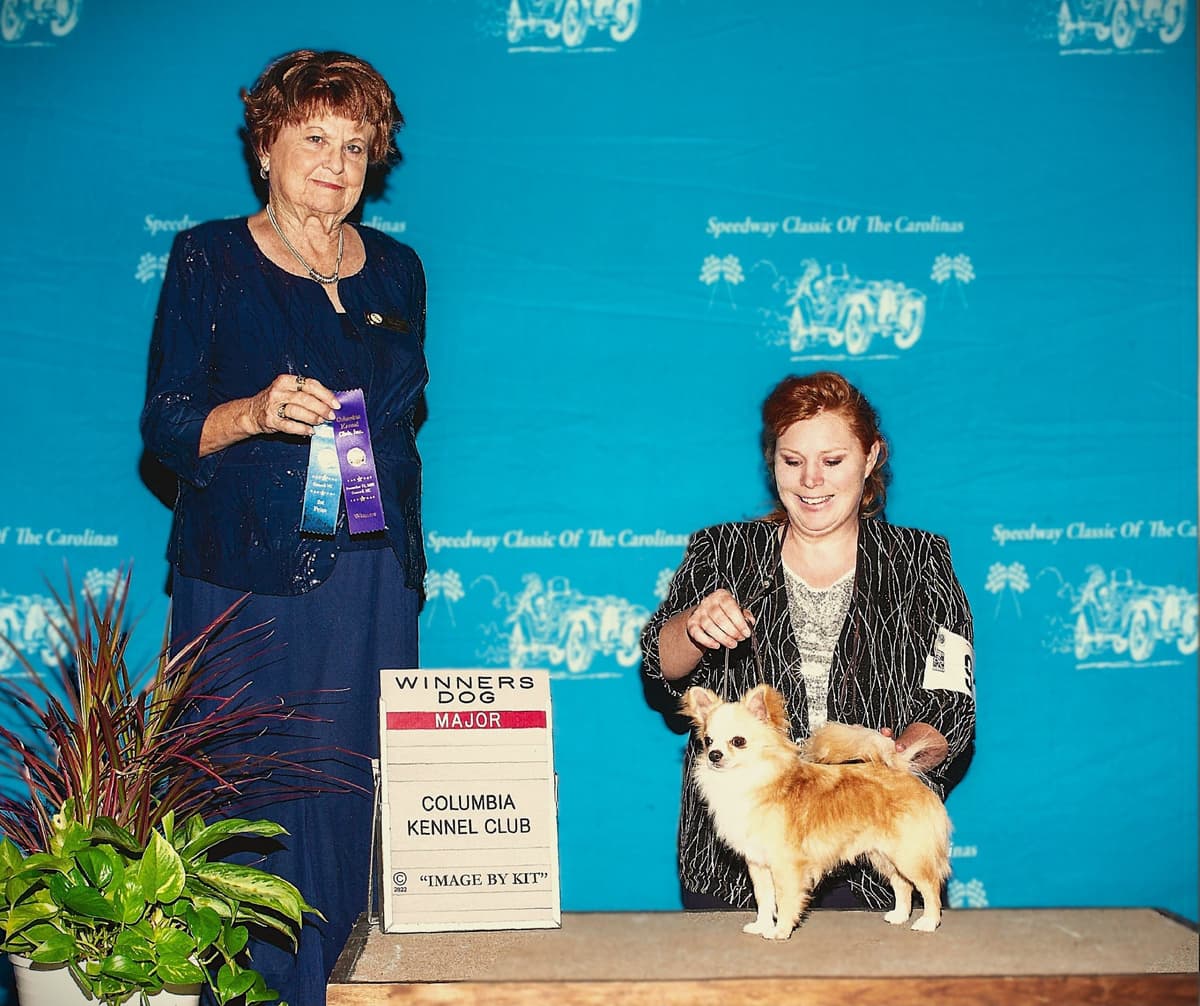 Chihuahua Puppies breeder image 1