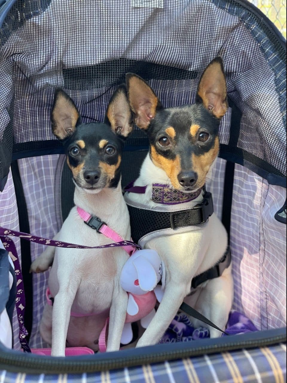 Chihuahua Puppies breeder image 7