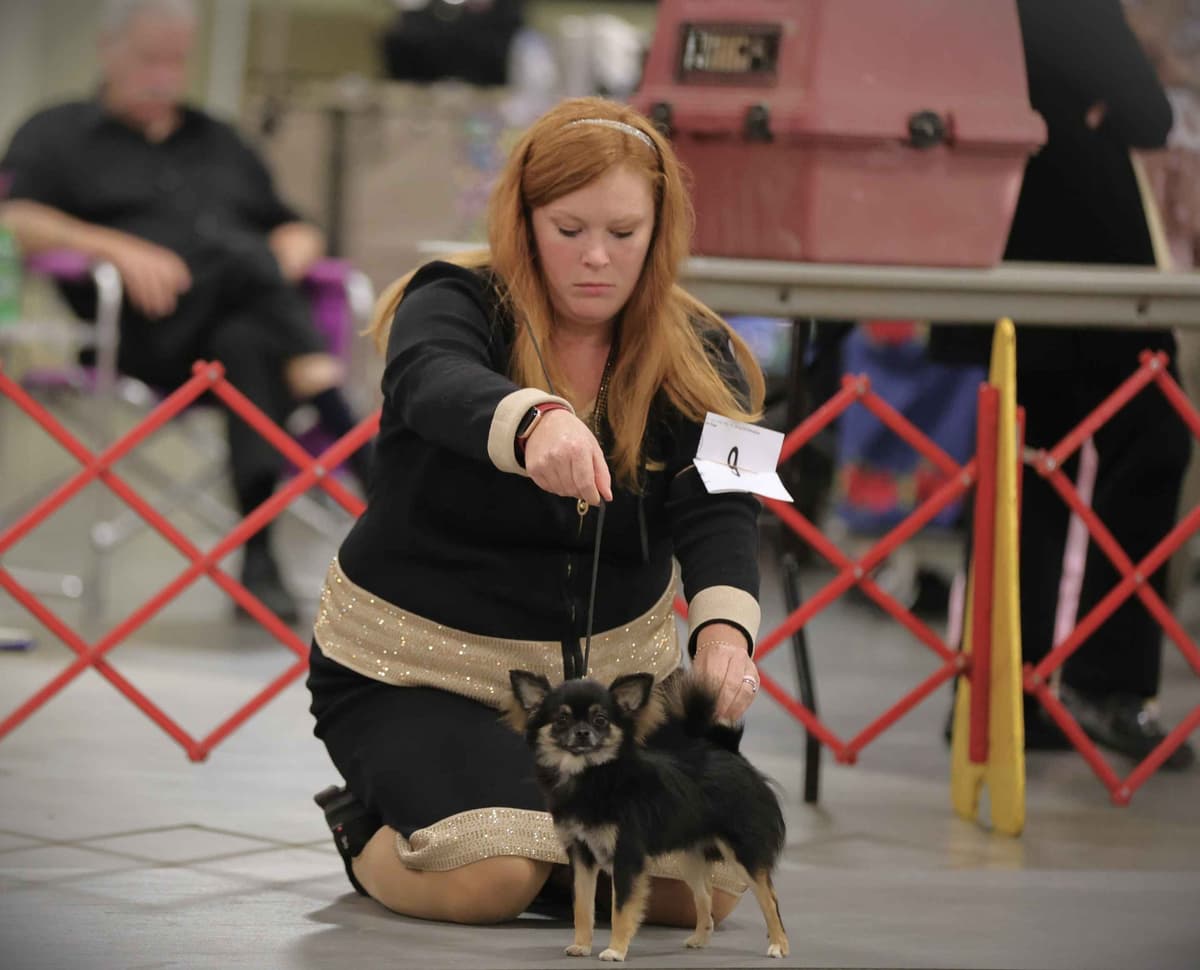 Chihuahua Puppies breeder image 16