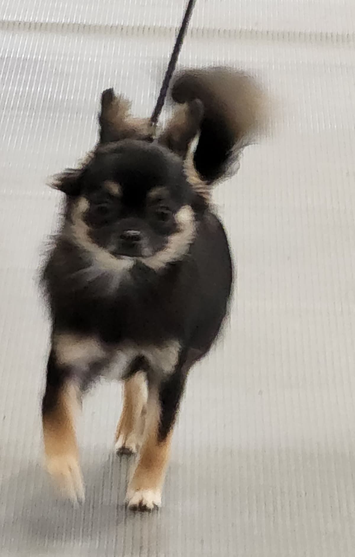 Chihuahua Puppies breeder image 18