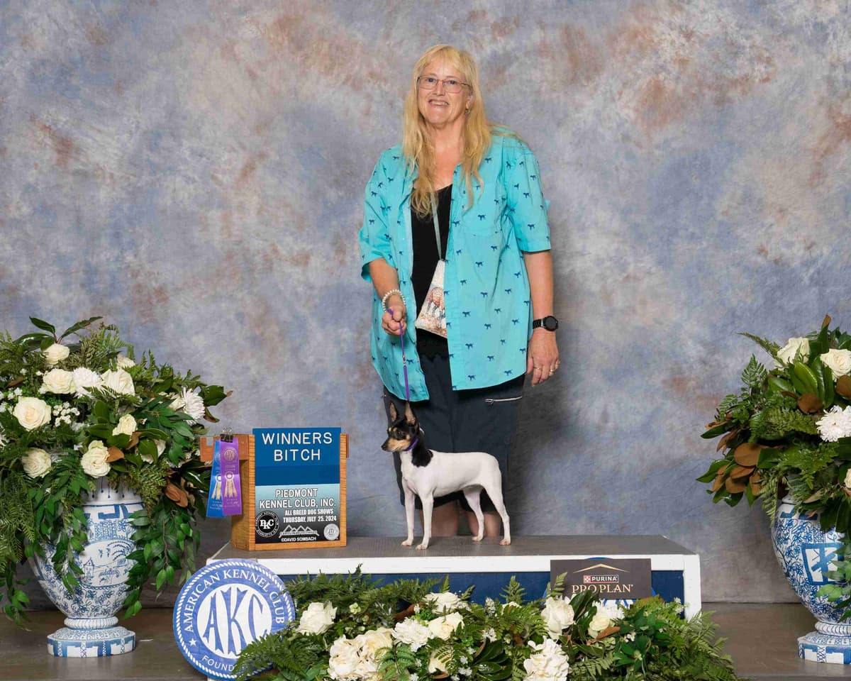Chihuahua Puppies breeder image 27
