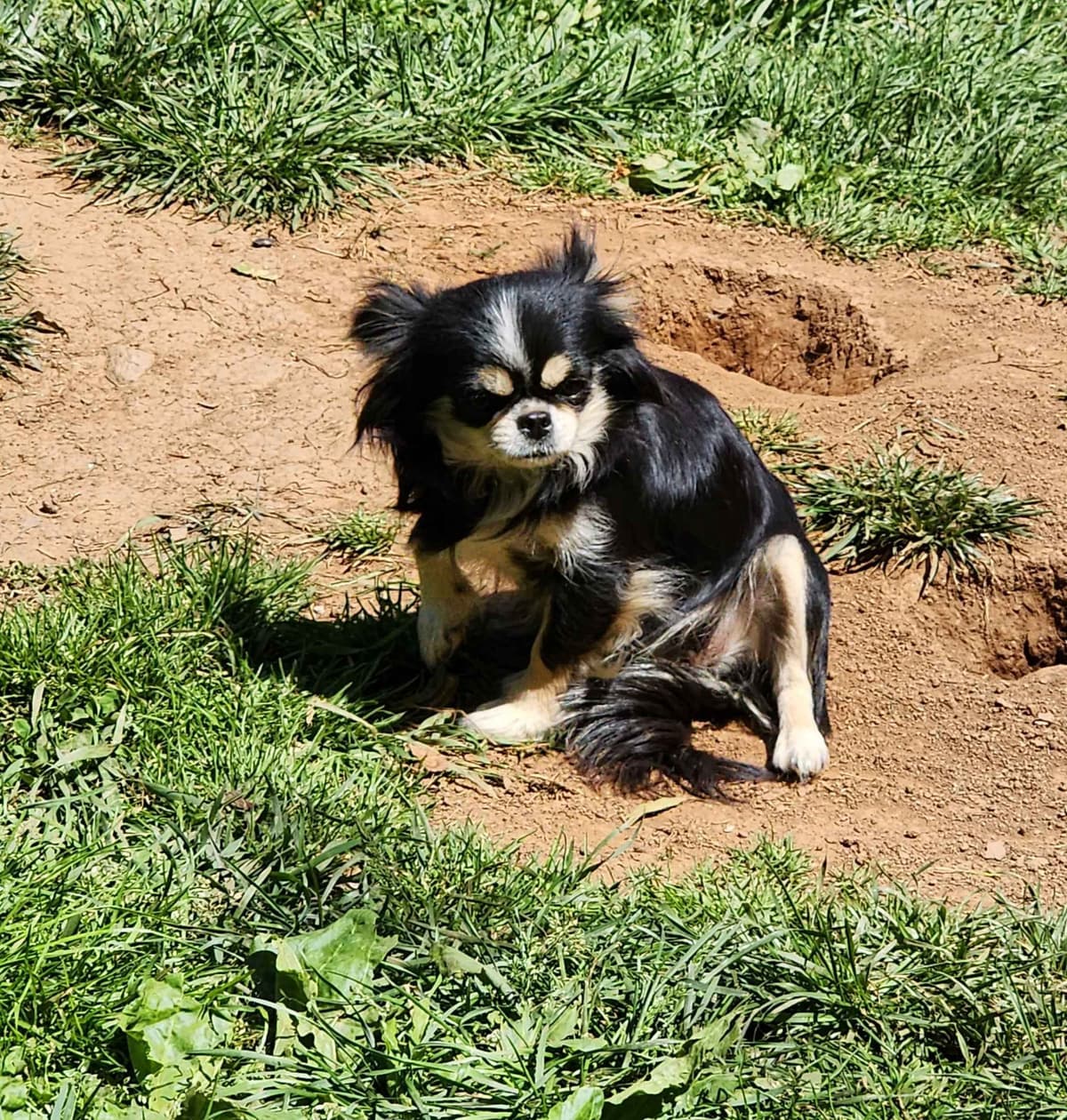 Chihuahua Puppies breeder image 30