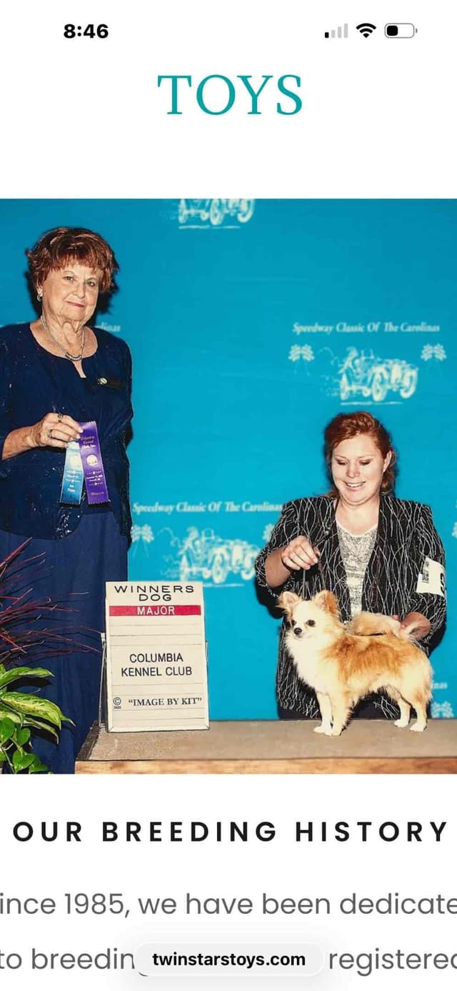 Chihuahua very outgoing cream male media 2