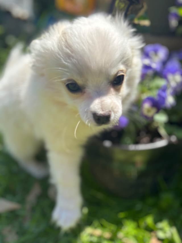 Chihuahua very outgoing cream male media 3