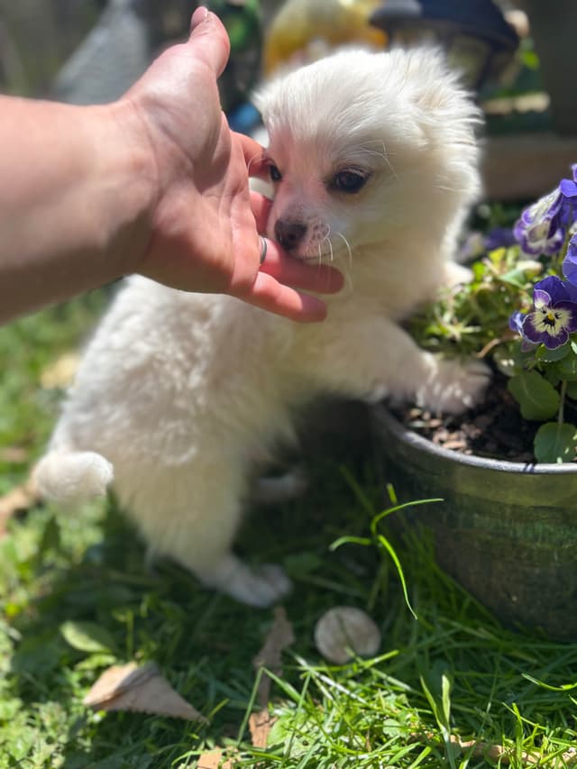 Chihuahua very outgoing cream male media 4