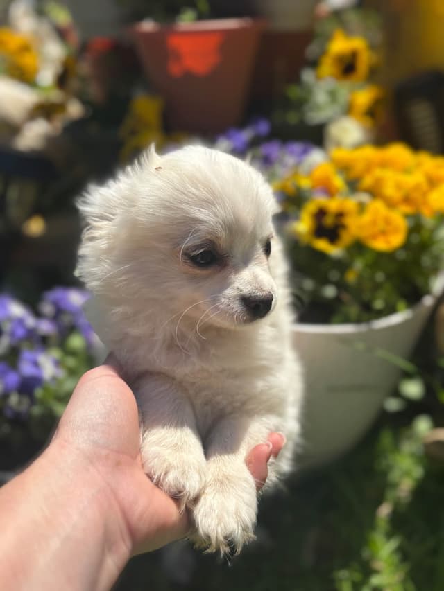 Chihuahua very outgoing cream male media 5