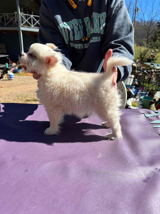 Chihuahua very outgoing cream male media 6