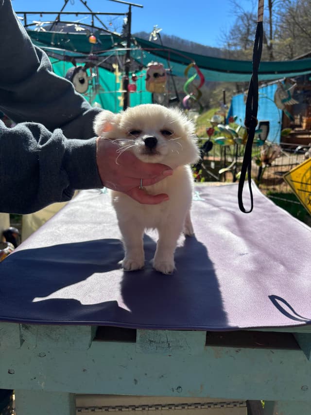 Chihuahua very outgoing cream male media 7
