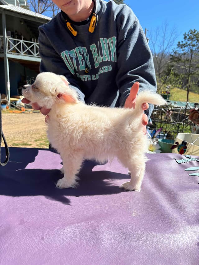 Chihuahua very outgoing cream male media 8