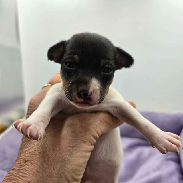 Toy Fox Terrier Puppies males media 2