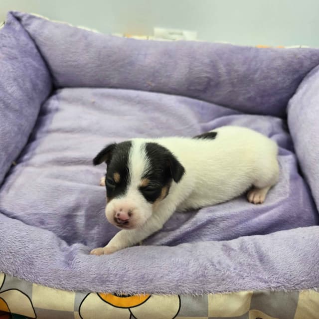 Toy Fox Terrier Puppies males media 4