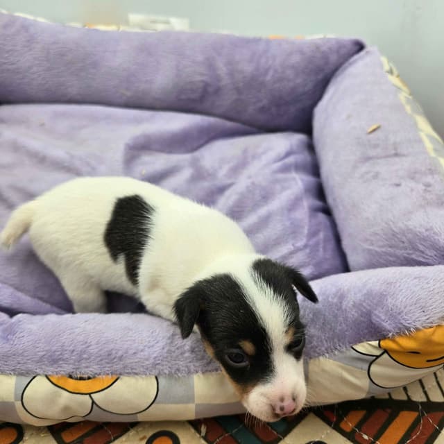 Toy Fox Terrier Puppies males media 3