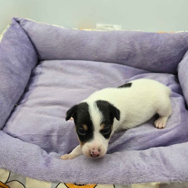 Toy Fox Terrier Puppies males media 6