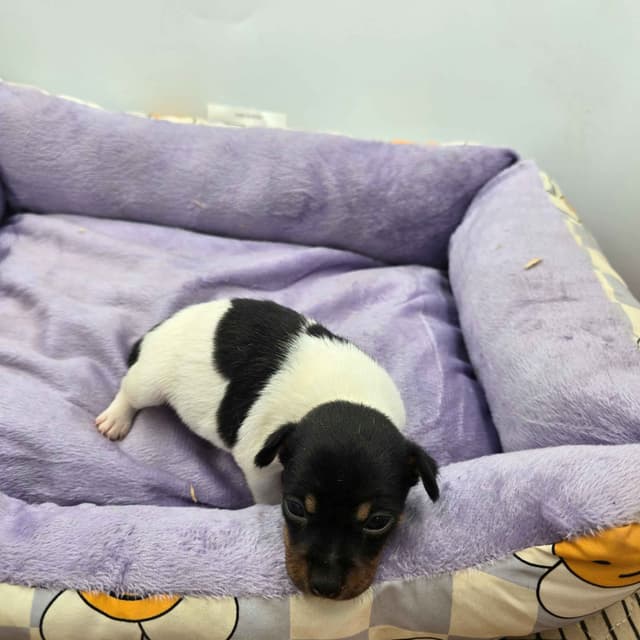 Toy Fox Terrier Puppies males media 5