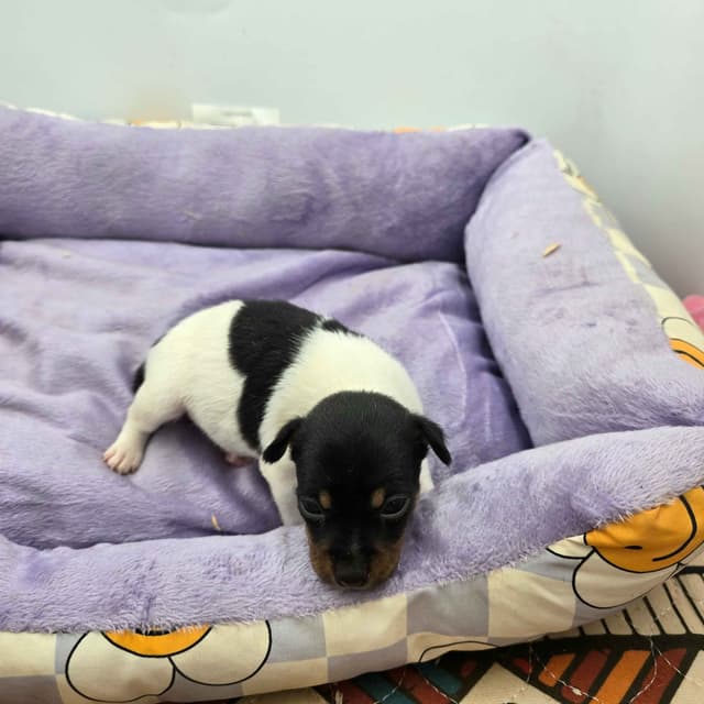 Toy Fox Terrier Puppies males media 7
