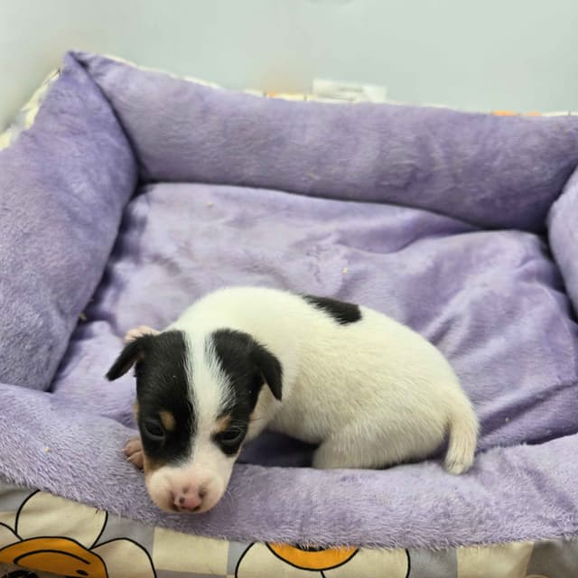 Toy Fox Terrier Puppies males media 8