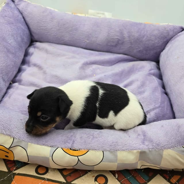 Toy Fox Terrier Puppies males media 9