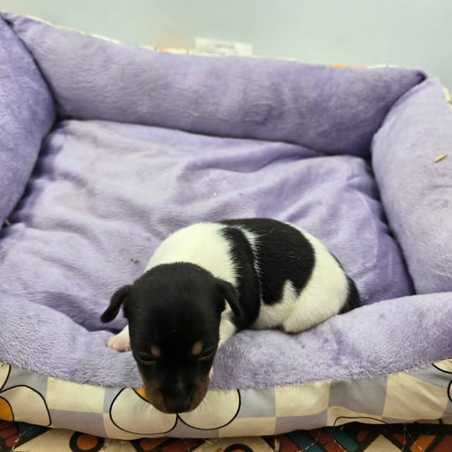 Toy Fox Terrier Puppies males media 12