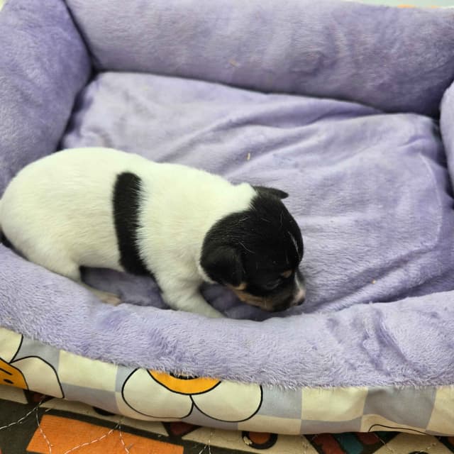 Toy Fox Terrier Puppies males media 11
