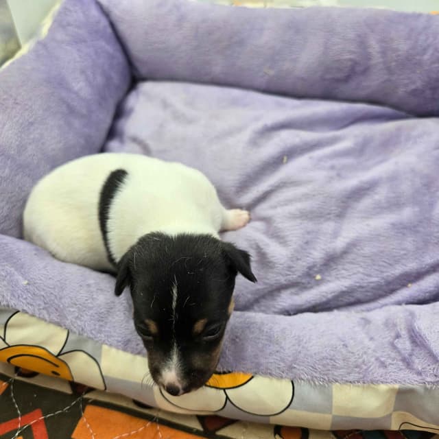Toy Fox Terrier Puppies males media 10