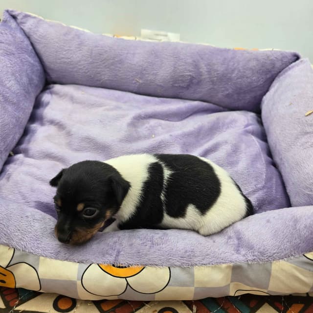 Toy Fox Terrier Puppies males media 13