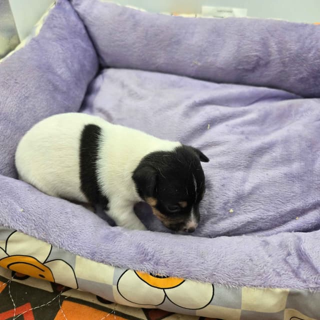 Toy Fox Terrier Puppies males media 14