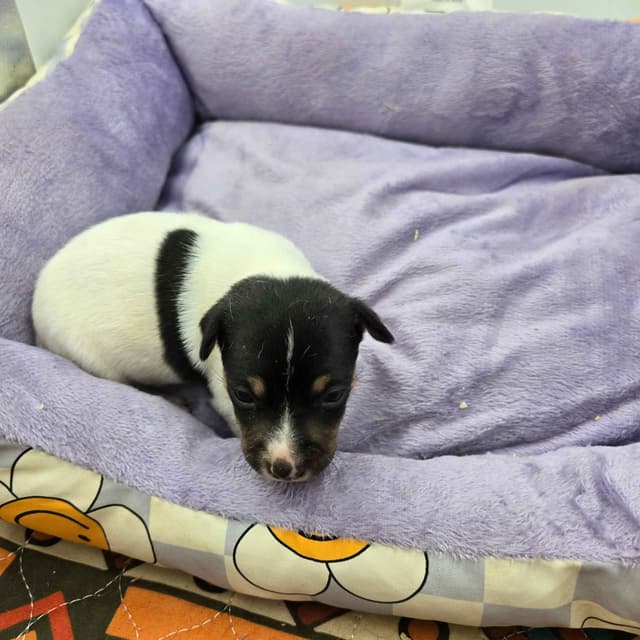 Toy Fox Terrier Puppies males media 15