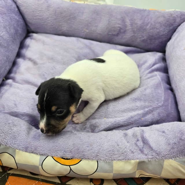 Toy Fox Terrier Puppies males media 16