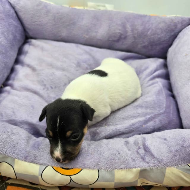 Toy Fox Terrier Puppies males media 17
