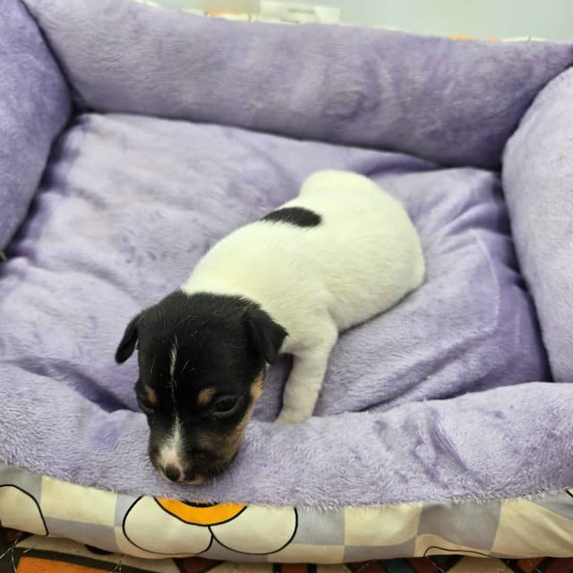 Toy Fox Terrier Puppies males media 18