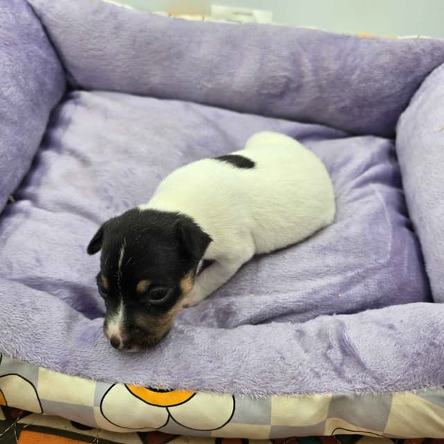 Toy Fox Terrier Puppies males media 19