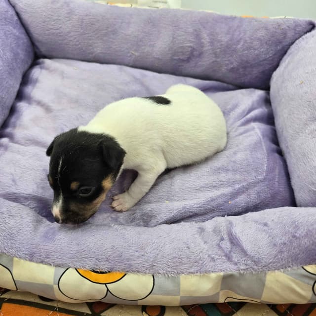 Toy Fox Terrier Puppies males media 20