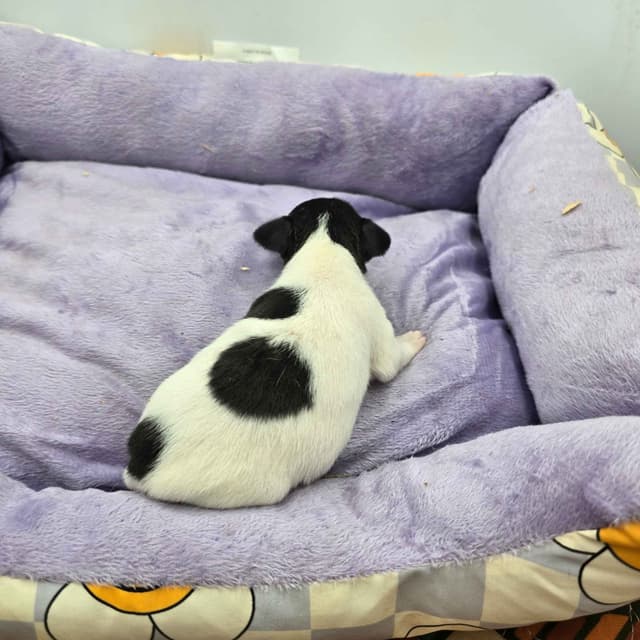 Toy Fox Terrier Puppies males media 24