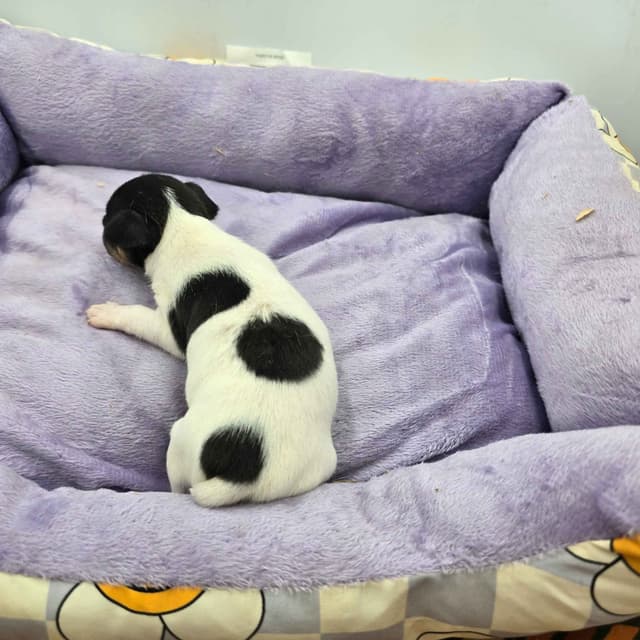 Toy Fox Terrier Puppies males media 21