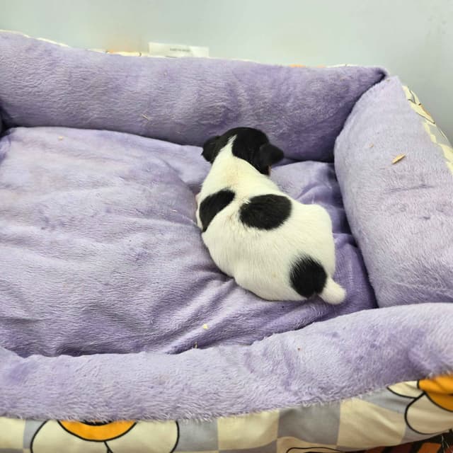 Toy Fox Terrier Puppies males media 22