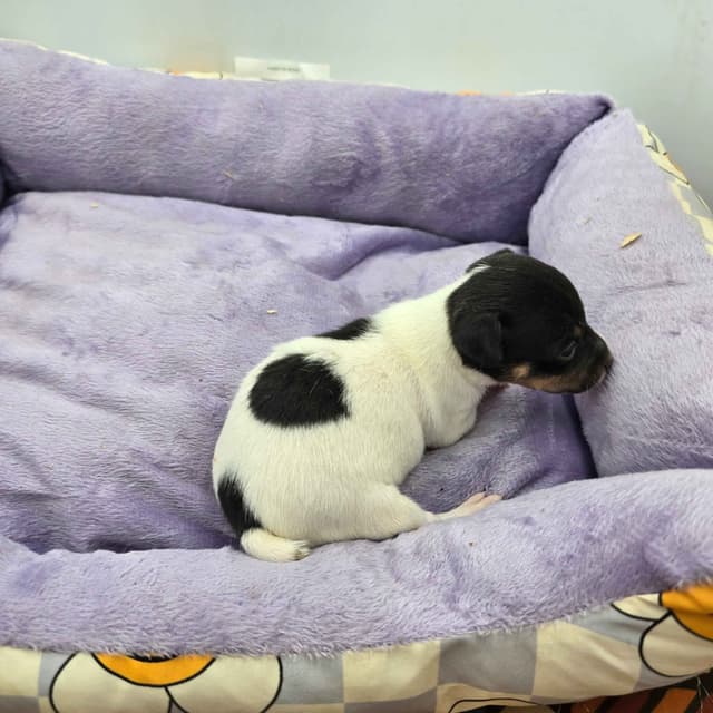 Toy Fox Terrier Puppies males media 23