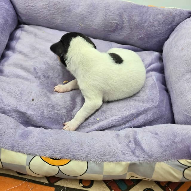 Toy Fox Terrier Puppies males media 27