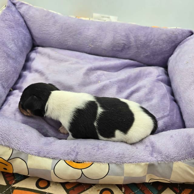 Toy Fox Terrier Puppies males media 26