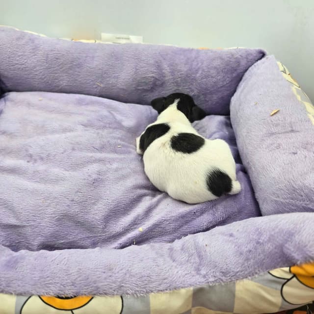 Toy Fox Terrier Puppies males media 25