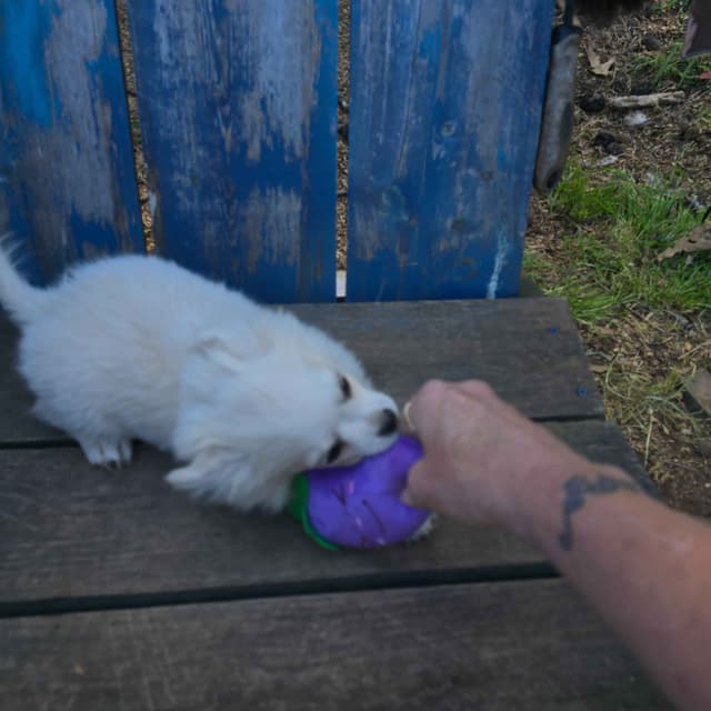 Chihuahua very outgoing cream male media 10