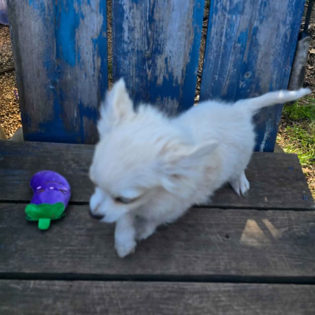 Chihuahua very outgoing cream male media 13